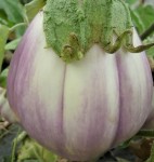 Aubergine rotonda bianca sfumata di rosa.jpg