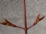 acer-sikkim_240219a.jpg