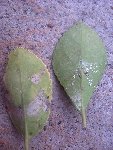 img1.jpg