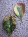 img2.jpg