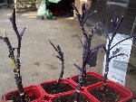 000_0265.jpg