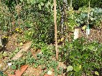 haricots rames début juillet
