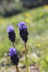 Muscari neglectum.JPG