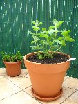 menthe maro-menthe pom.JPG