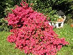 Massif rhodo-azalée en pleine floraison (derrière, un sol acide, des lauriers cerise et des sapins âgés d'une cinquantaine d'années)