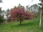 Voici l'arbre aux feuilles et fleurs rouges (prunus ? aubépine ? alisier ?)
