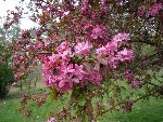 Voici l'arbre aux feuilles et fleurs rouges (prunus ? aubépine ? alisier ?)