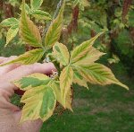 érable à feuilles de frêne ?