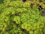 acerp-tamahime01_240329a.jpg