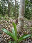 orchidée ? colchique ?
