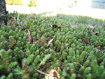 DSCF12002.jpg