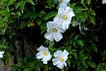 DSC01007.JPG