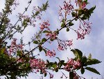 les fleurs de cet arbuste qui a déjà fleuri depuis un bon moment.