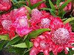 lop-fleur_gd.jpg