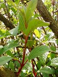 feuilles sur pousse de l'année