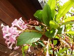 fleurs et feuilles