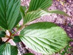 feuilles