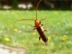 Insecte sur la vitre.jpg