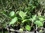 Aubergines 21 04.jpg