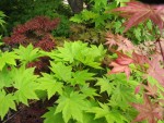 acer-pseudosieb-tak_240421a.jpg