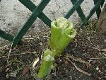 DSC02174.JPG