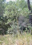 olivier-ensauvageonné01.jpg
