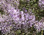 fleurs de l'arbuste