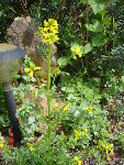 cresson de jardins 13.04.09 010.jpg