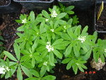 asperule odorante 13.04.09 008.jpg