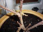 P1000414(1)(1)(1).JPG