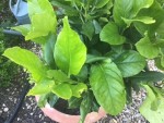 Citronnier