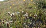 Lagurus ovatus et Plantago lanceolata.JPG