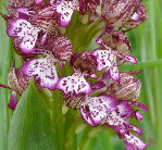 orchidée 1 - 2ème vue Vic-Fezensac.jpg