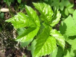 jardin 001.jpg