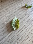 IMG_0596.jpeg