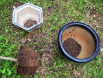 acerp-tromp_240527b.jpg
