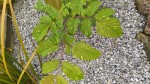 IMG_20240528_181806_compress31.jpg
