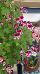 plante.png