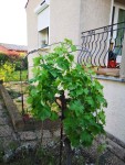 Arche de vigne 1