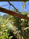 IMG_0686.jpeg