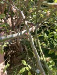 IMG_0691.jpeg