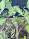 IMG_0038.jpeg