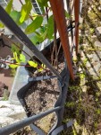 5_Lonicera_2023_Terreau.jpg