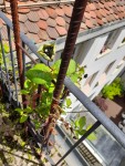 4_Lonicera_2023_fleurs_noirices.jpg