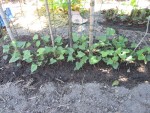 Haricots en godets plantés dans la rigole.jpg