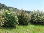 DSC07383.JPG