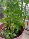 tomates.jpg
