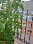 tomates 2.jpg