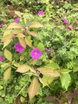 IMG_0779.JPG