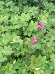 IMG_0774.JPG